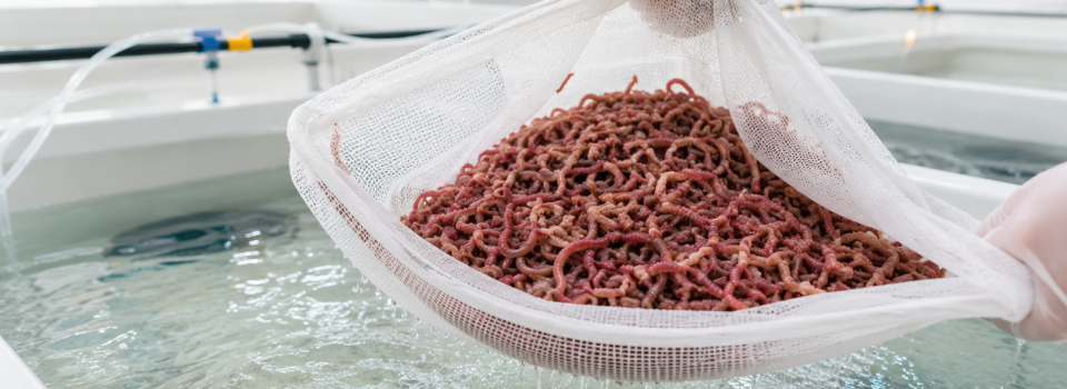 PoliquetosLabs-HUFAWorms_WebIMGs-Horiz (1)